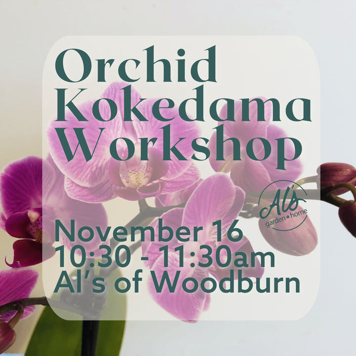 Orchid Kokedama Workshop: Woodburn