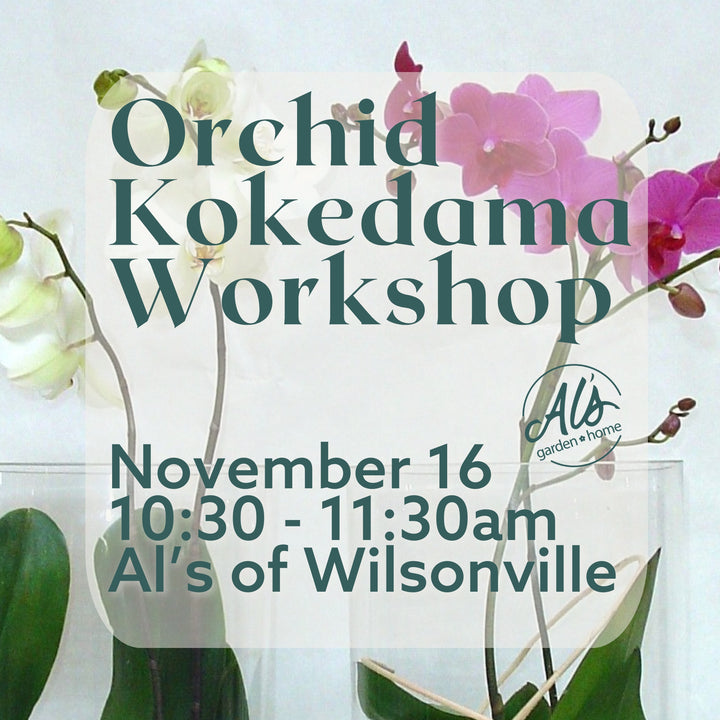 Orchid Kokedama Workshop: Wilsonville