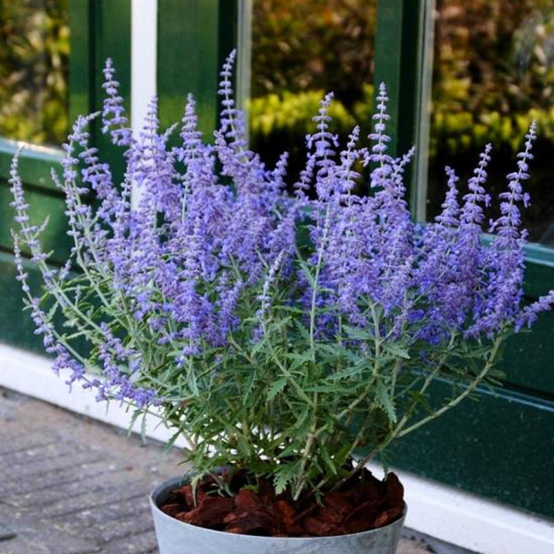 Salvia yangii 'Lacey Blue' PP20845 Russian Sage, 1 Gallon Perennials