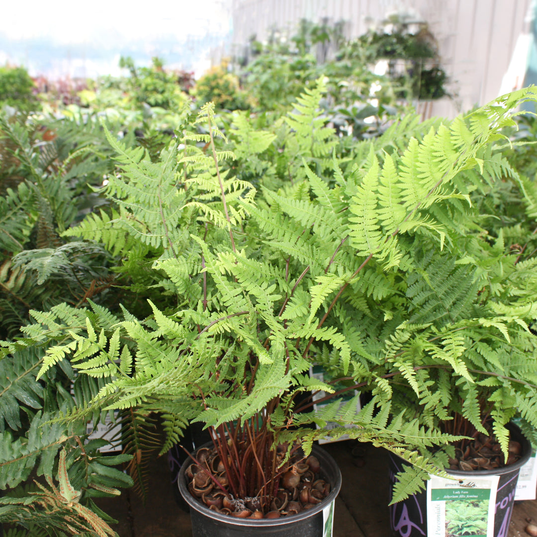 Al's Garden & Home generic Lady Fern (Athyrium filix femina), 1 Gallon perennial