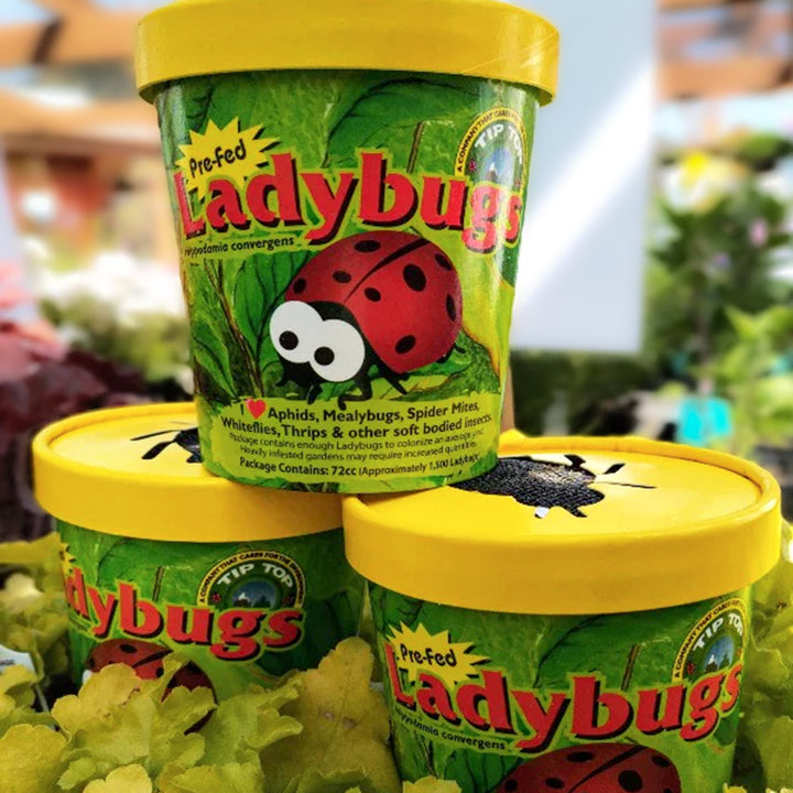 Al's Garden & Home Ladybugs