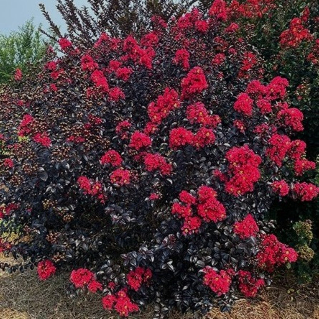 Lagerstroemia 'Bailllagtwo' PP34639 Crape Myrtle, 1 Gallon Shrubs