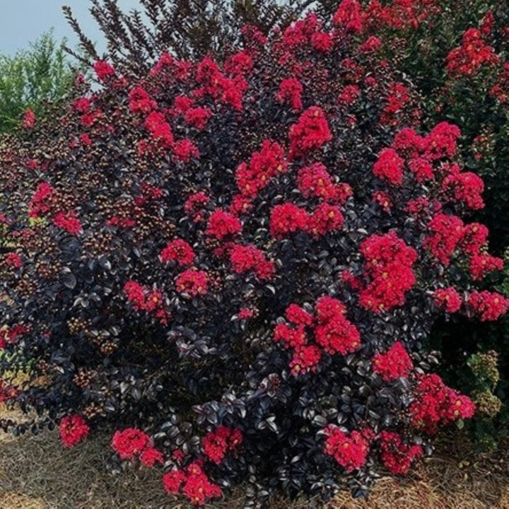 Lagerstroemia 'Bailllagtwo' PP34639 Crape Myrtle, 1 Gallon Shrubs