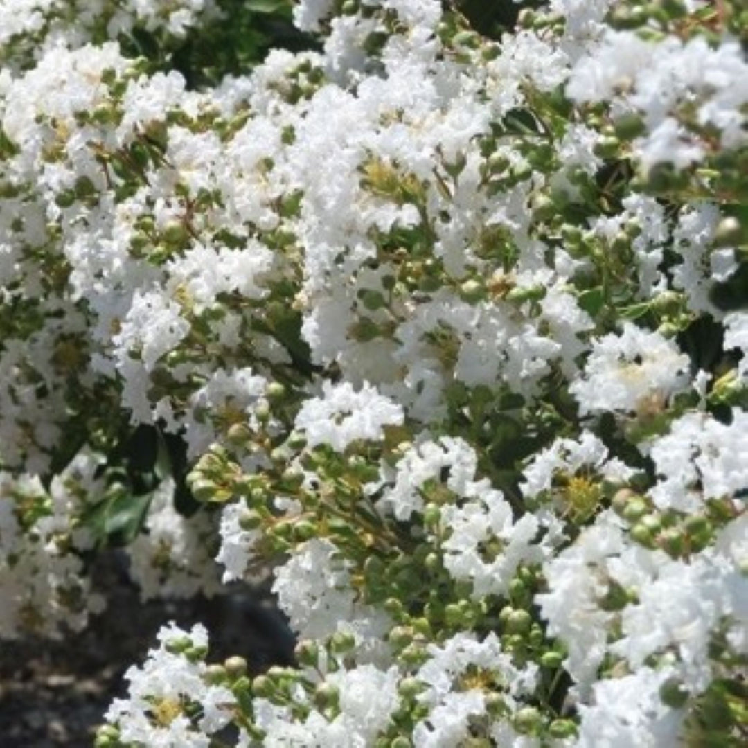 Al's Garden & Home 'Natchez' Crape Myrtle (Lagerstroemia), 1 Gallon shrub