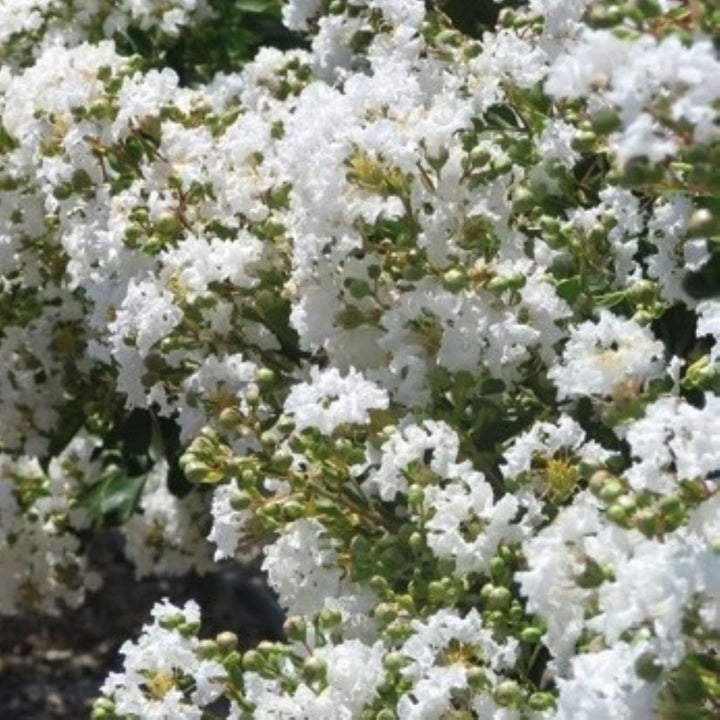 Al's Garden & Home 'Natchez' Crape Myrtle (Lagerstroemia), 1 Gallon shrub