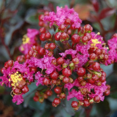 Al's Garden & Home 'First Editions Plum Magic' Crape Myrtle (Lagerstroemia), 1 Gallon shrub