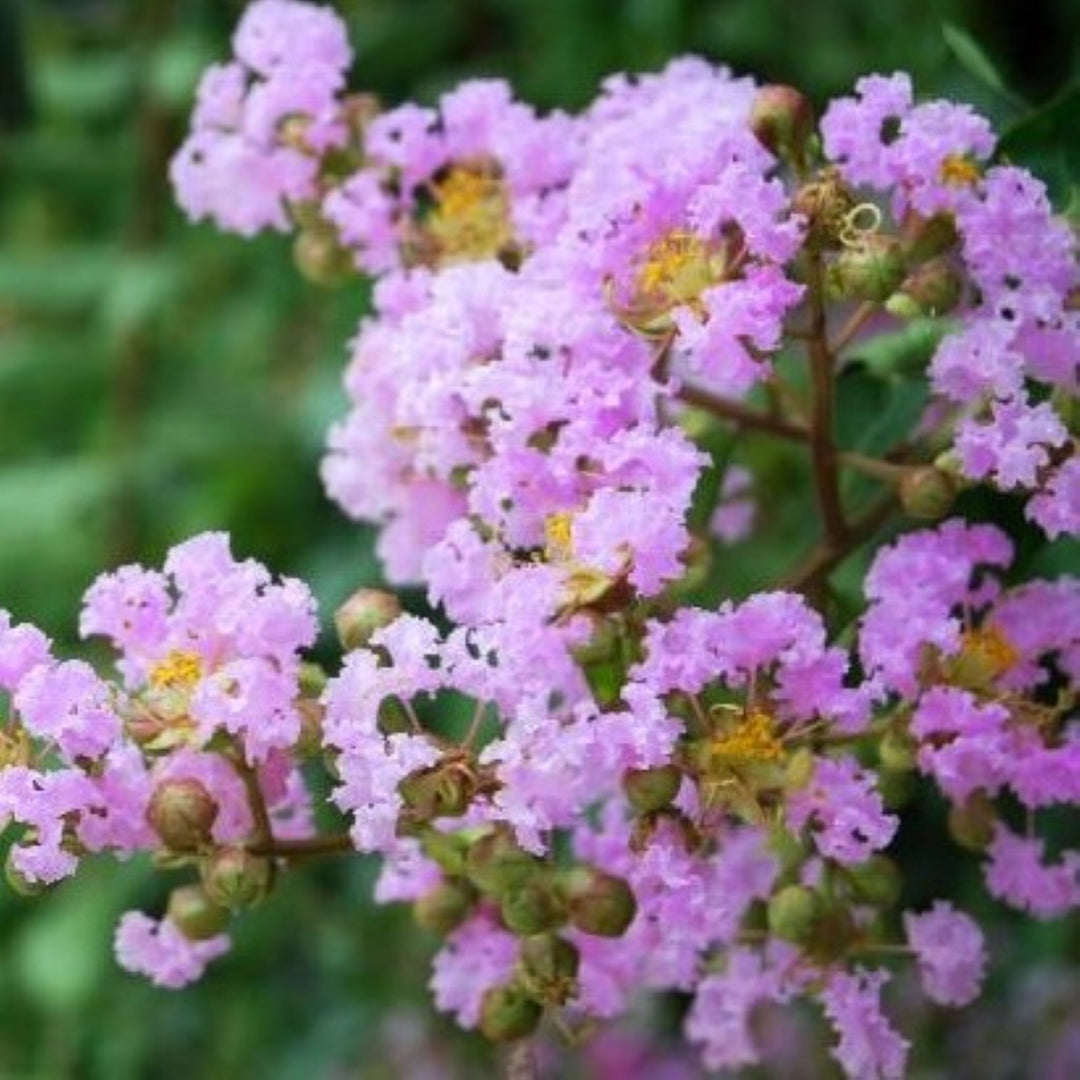 Al's Garden & Home 'Muskogee' Crape Myrtle (Lagerstroemia), 1 Gallon shrub