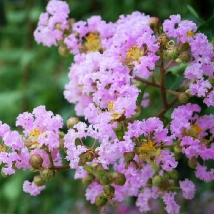 Al's Garden & Home 'Muskogee' Crape Myrtle (Lagerstroemia), 1 Gallon shrub