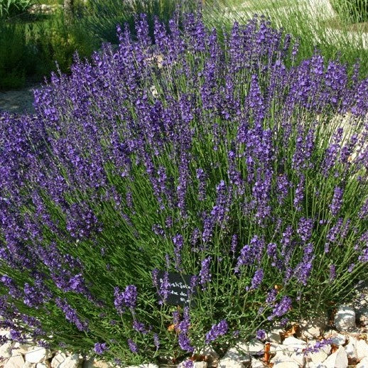 Al's Garden & Home generic Edible English Lavender (Lavandula angustifolia), 4 Inch edible herb annual