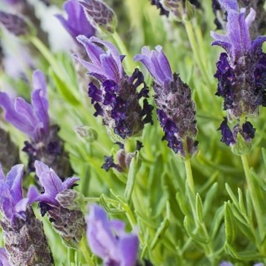 Al's Garden & Home 'Bandera Purple' Spanish Lavender (Lavandula stoechas), 5 Inch perennial