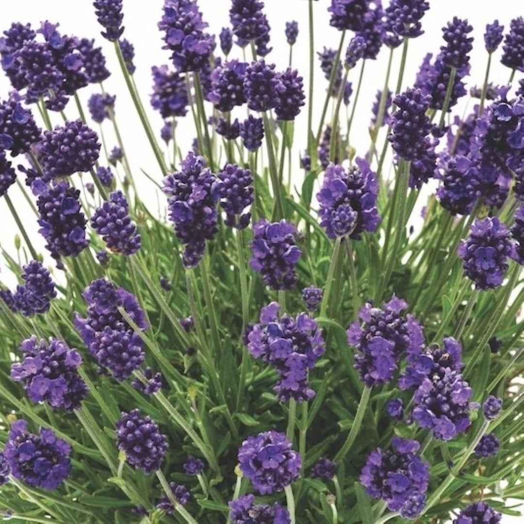 Lavandula angustifolia 'La Diva Vintage Amethyst' English Lavender, 1 Gallon Perennials