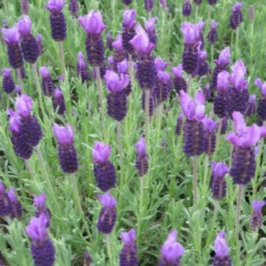 Al's Garden & Home 'Anouk' Spanish Lavender (Lavandula stoechas), 5 Inch perennial