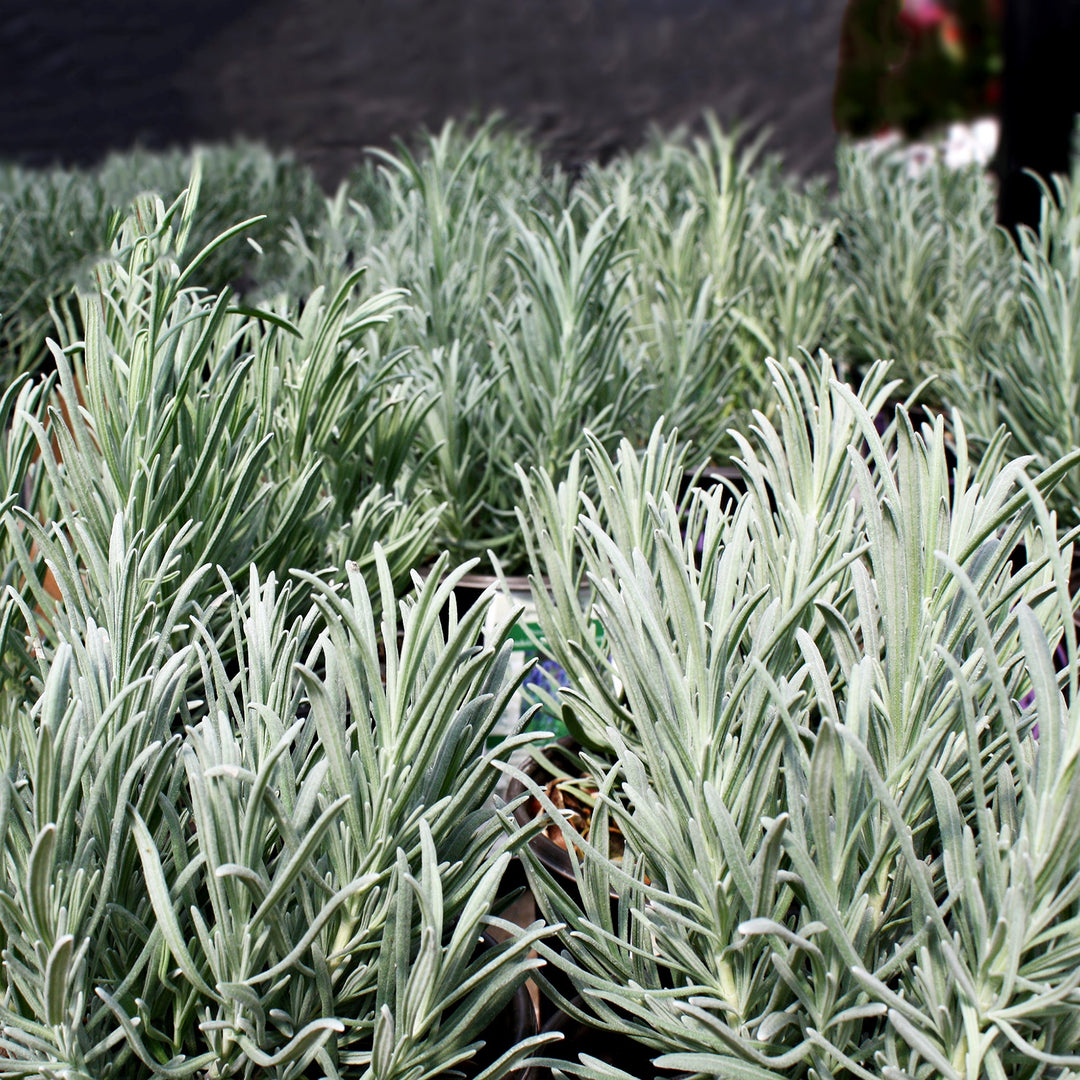 Lavandula x intermedia 'Provence' Lavandin, 1 Gallon Perennials