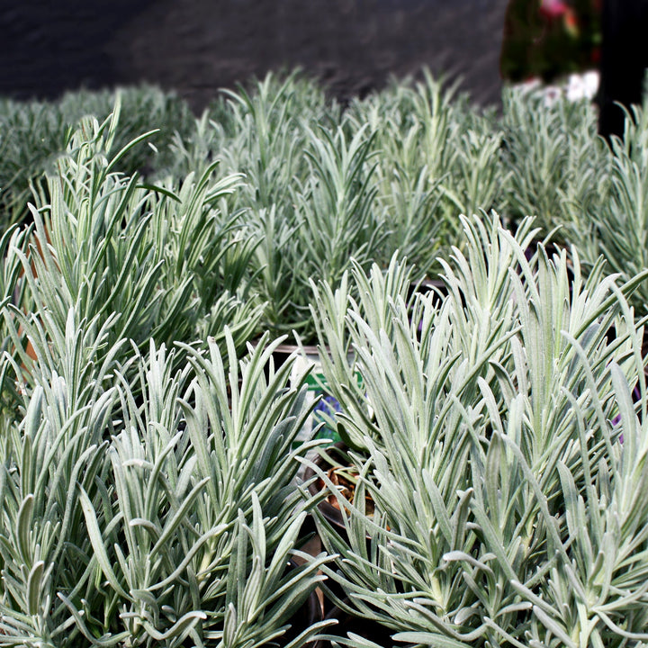 Lavandula x intermedia 'Provence' Lavandin, 1 Gallon Perennials