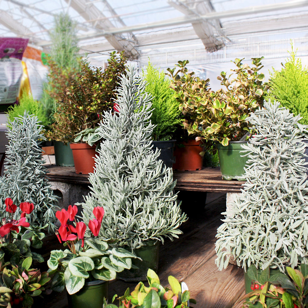Lavandula Lavender Holiday Tree, 6 Inch Houseplants