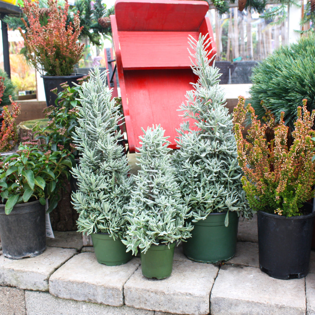Lavandula Lavender Holiday Tree, 4 Inch Houseplants