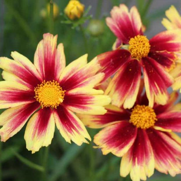 Coreopsis auriculata 'Leading Lady Iron Lady' Coreopsis, 1 Gallon Perennials