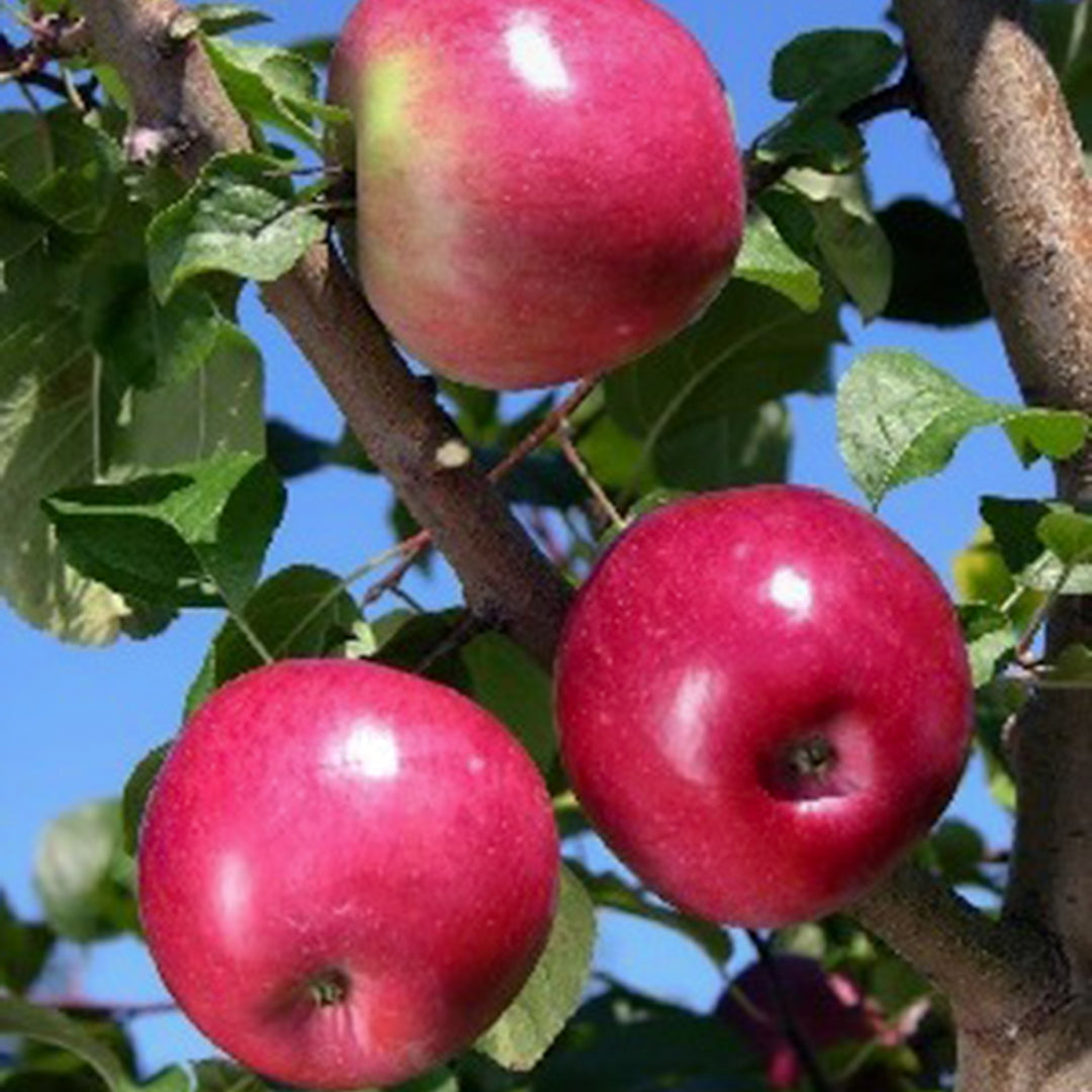 Malus domestica 'Liberty' Semi-Dwarf Apple, Bare Root Apple Tree, Tree