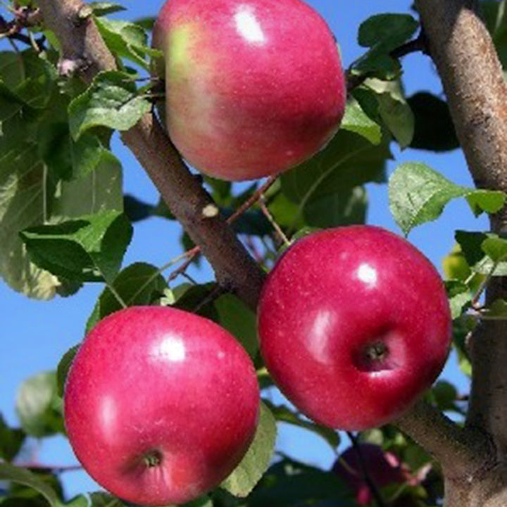 Malus domestica 'Liberty' Semi-Dwarf Apple, Bare Root Apple Tree, Tree