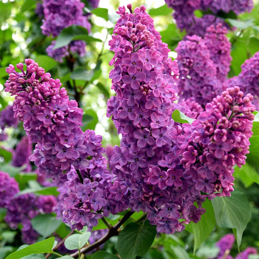 Syringa vulgaris 'Ludwig Spaeth' Common Lilac, 2 Gallon Shrubs