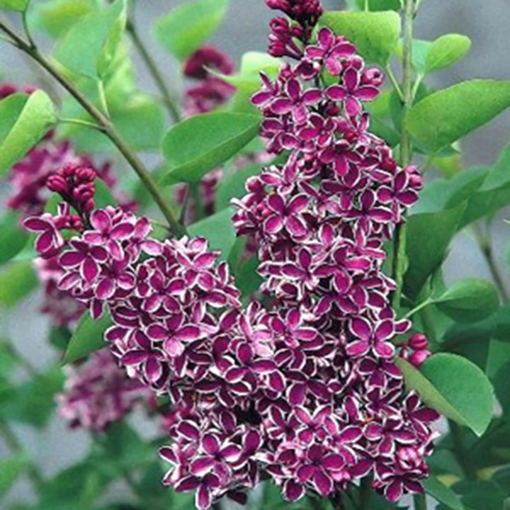 Syringa vulgaris 'Sensation' Common Lilac, 7 Gallon Shrubs