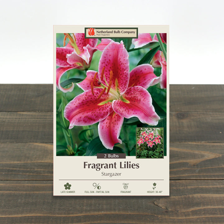 Lilium Oriental 'Stargazer'