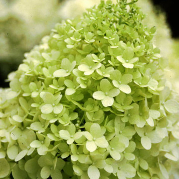 Al's Garden & Home 'Limelight' Panicle Hydrangea (Hydrangea paniculata), 3 Gallon shrub