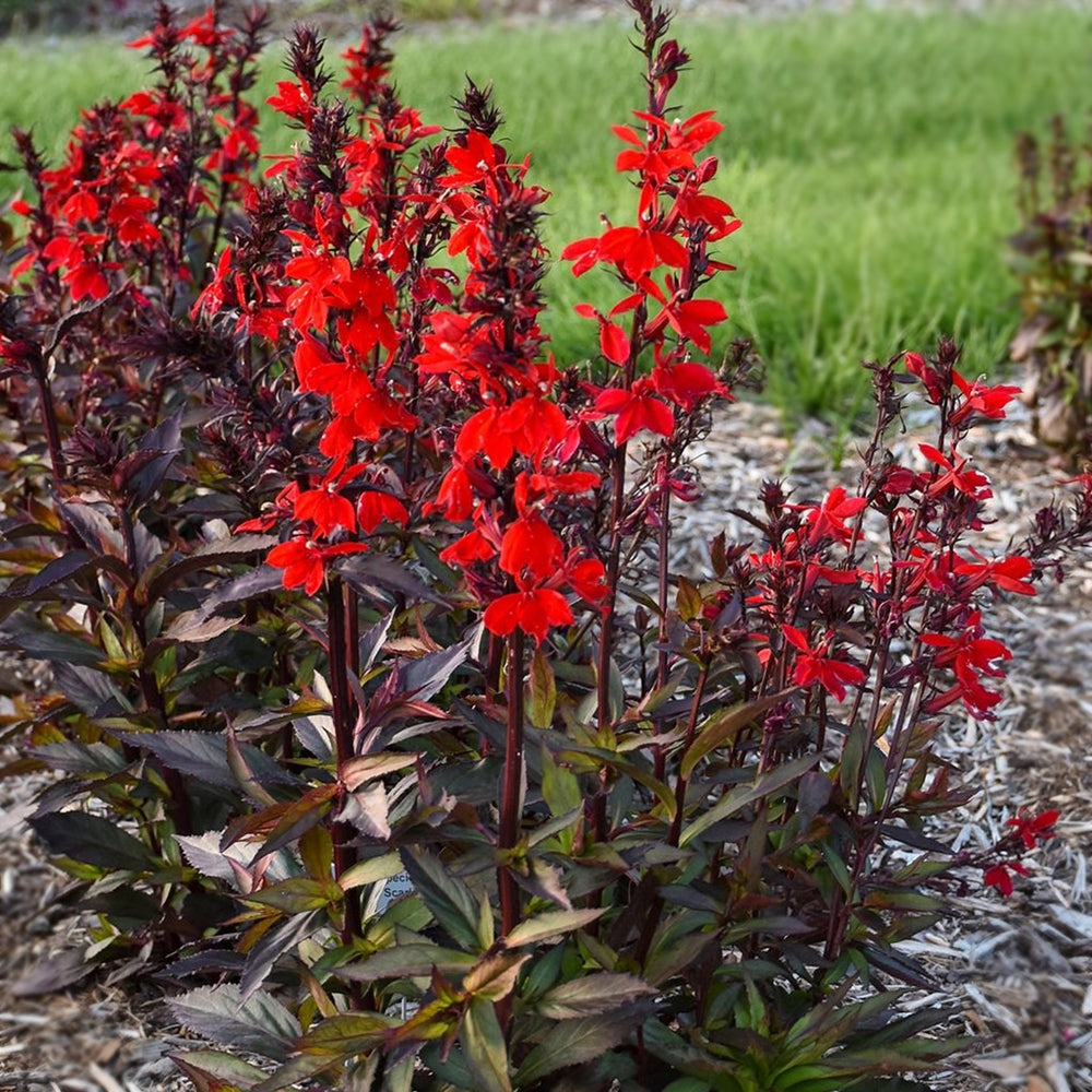 Lobelia speciosa 'Starship Scarlet Bronze Leaf' Cardinal Flower, 1 Gallon Perennials