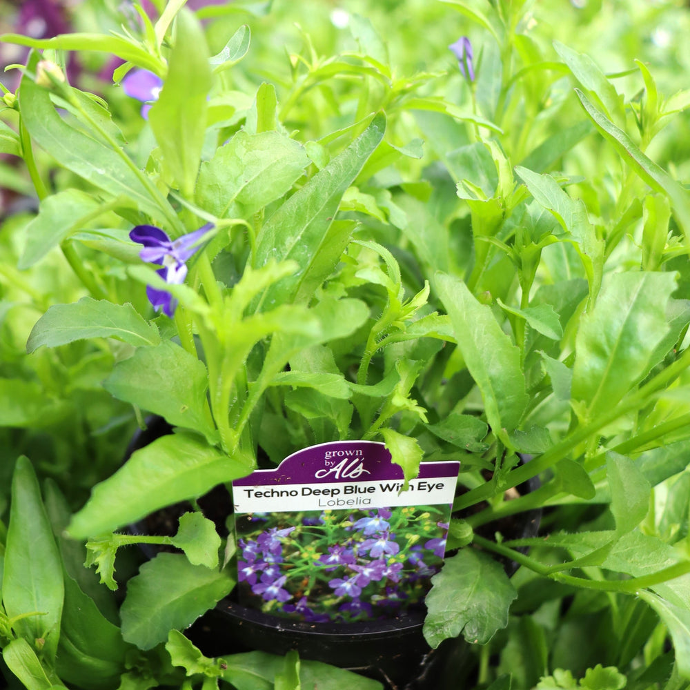 Lobelia erinus 'Techno Deep Blue W/ Eye' Lobelia, 4 Inch Annuals