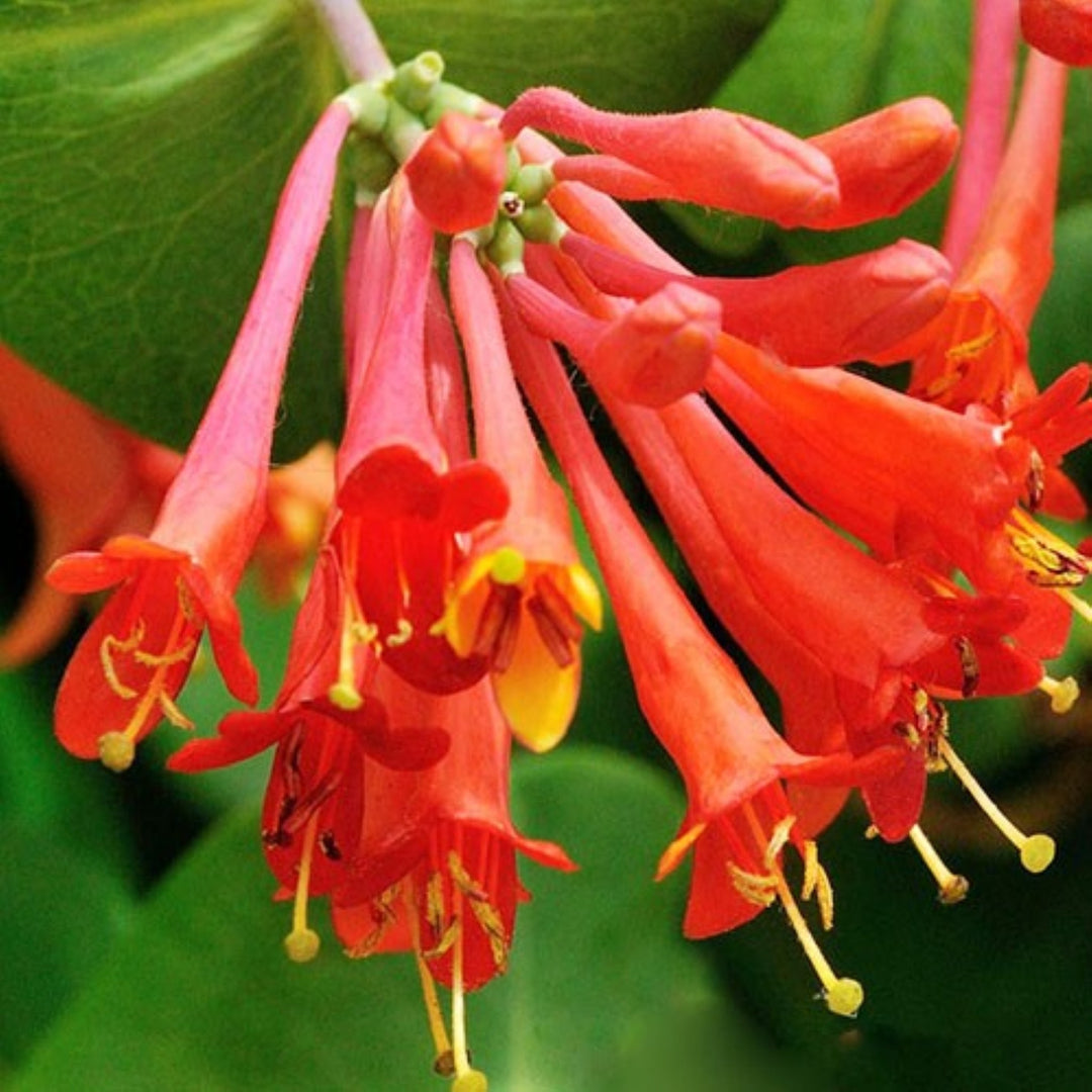 Lonicera brownii 'Dropmore Scarlet' Honeysuckle, 1 Gallon Vines