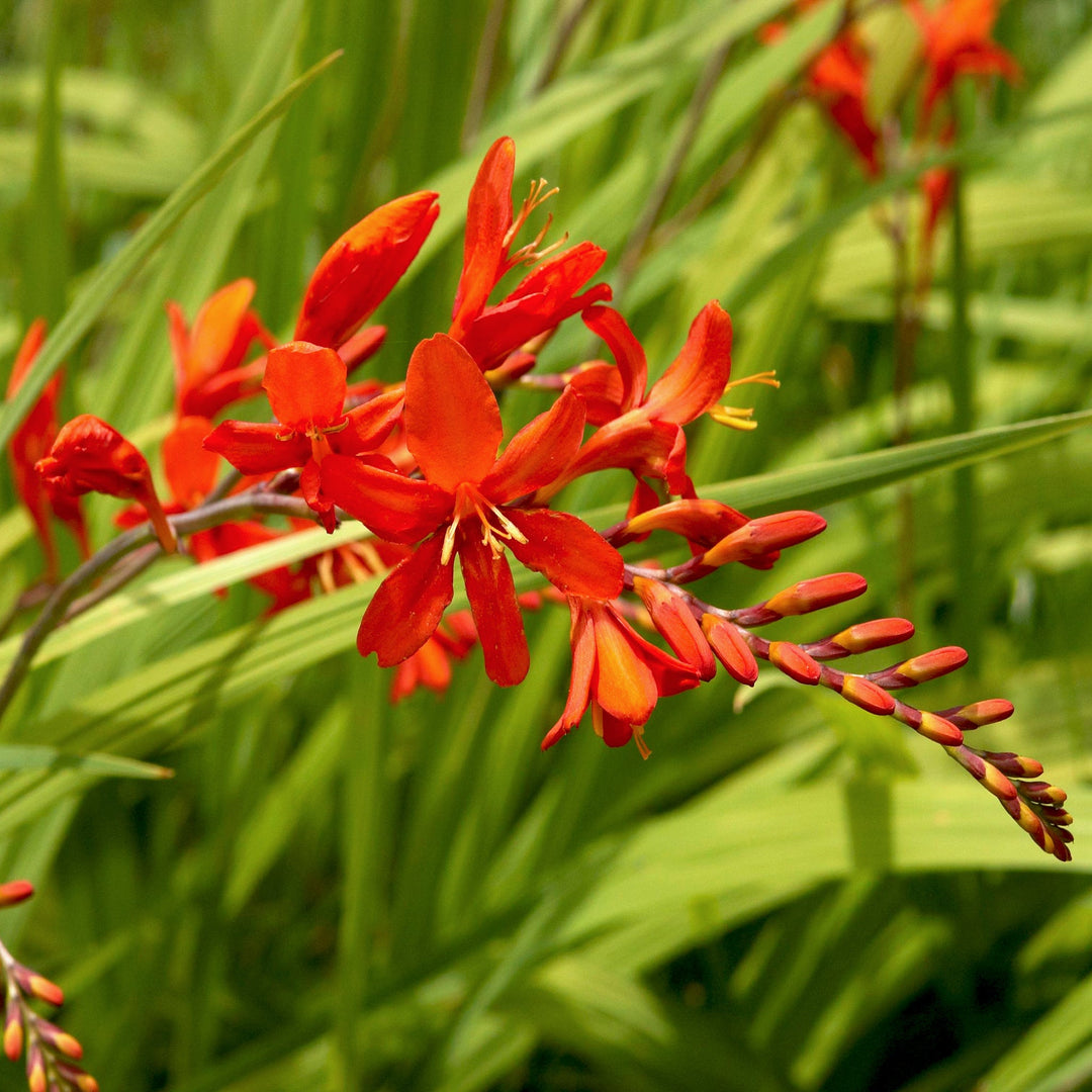 Crocosmia x 'Lucifer' Crocosmia, 2 Gallon Perennials