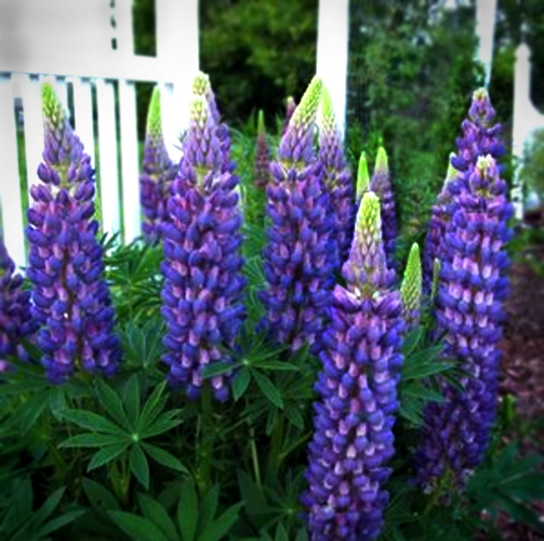 Lupinus polyphyllus 'Lupini Blue Shades' Garden Lupine, 1 Gallon Perennials
