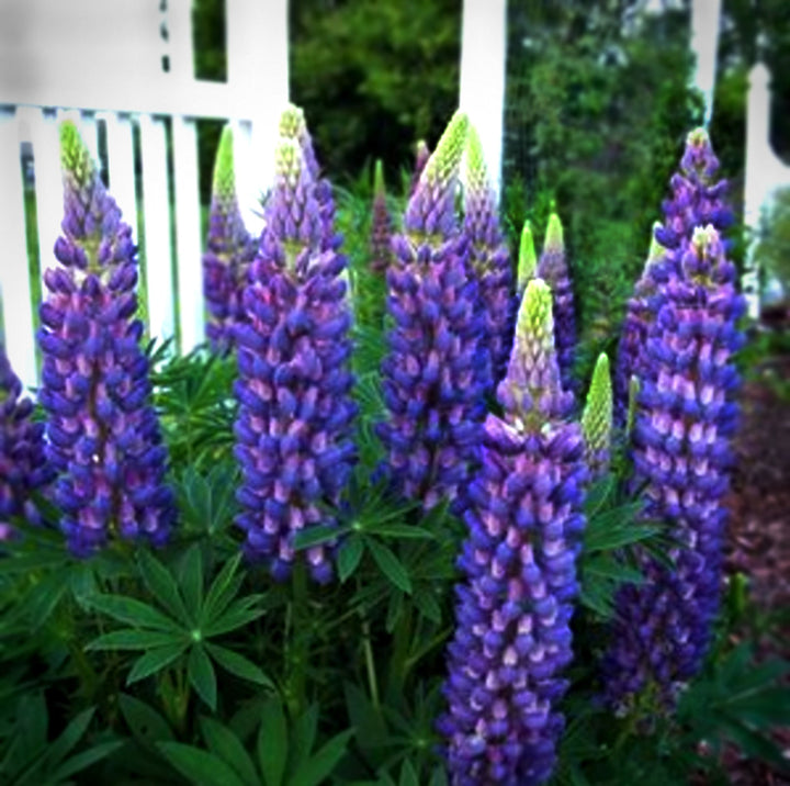 Lupinus polyphyllus 'Lupini Blue Shades' Garden Lupine, 1 Gallon Perennials