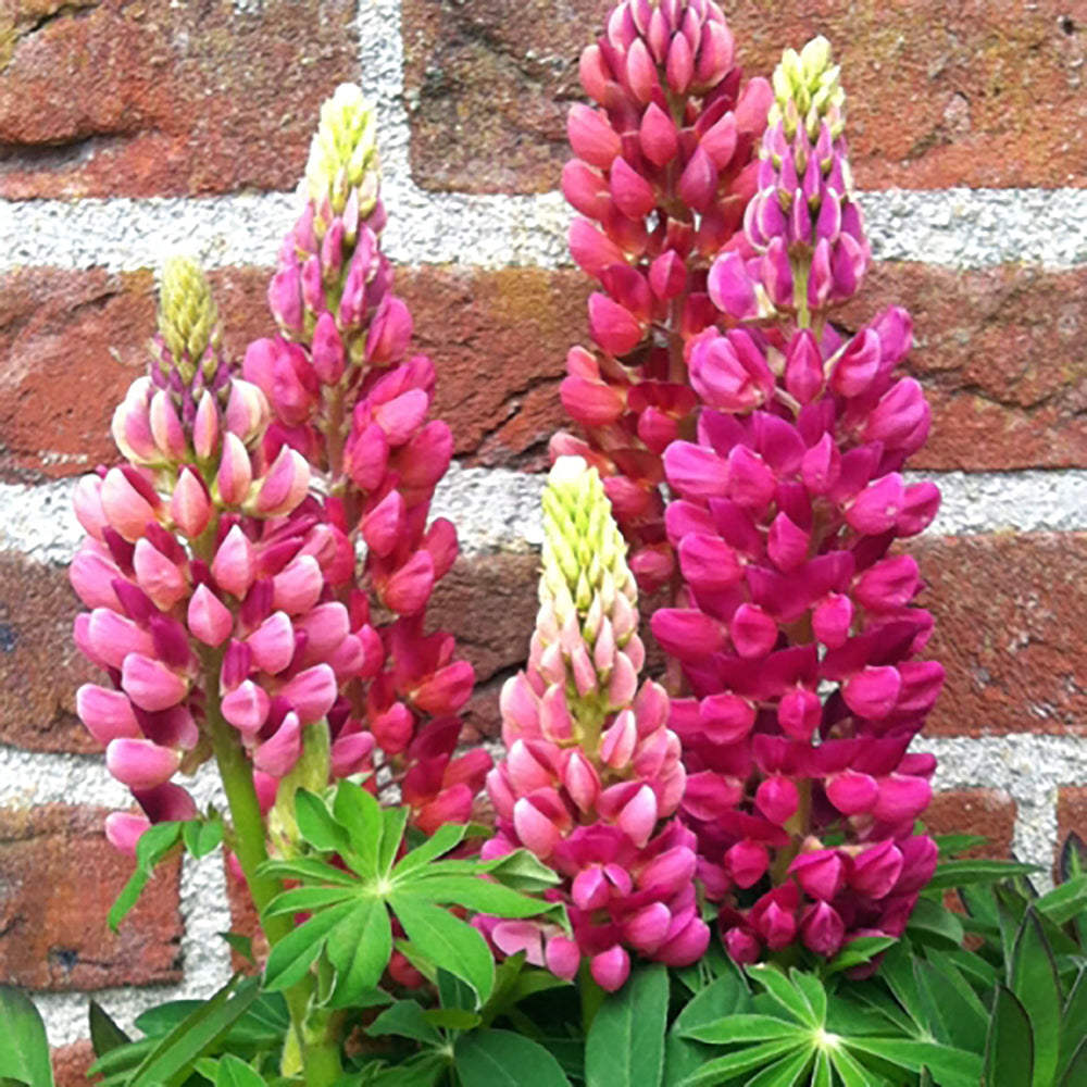 Lupinus polyphyllus 'Lupini Red Shades' Garden Lupine, 1 Gallon Perennials