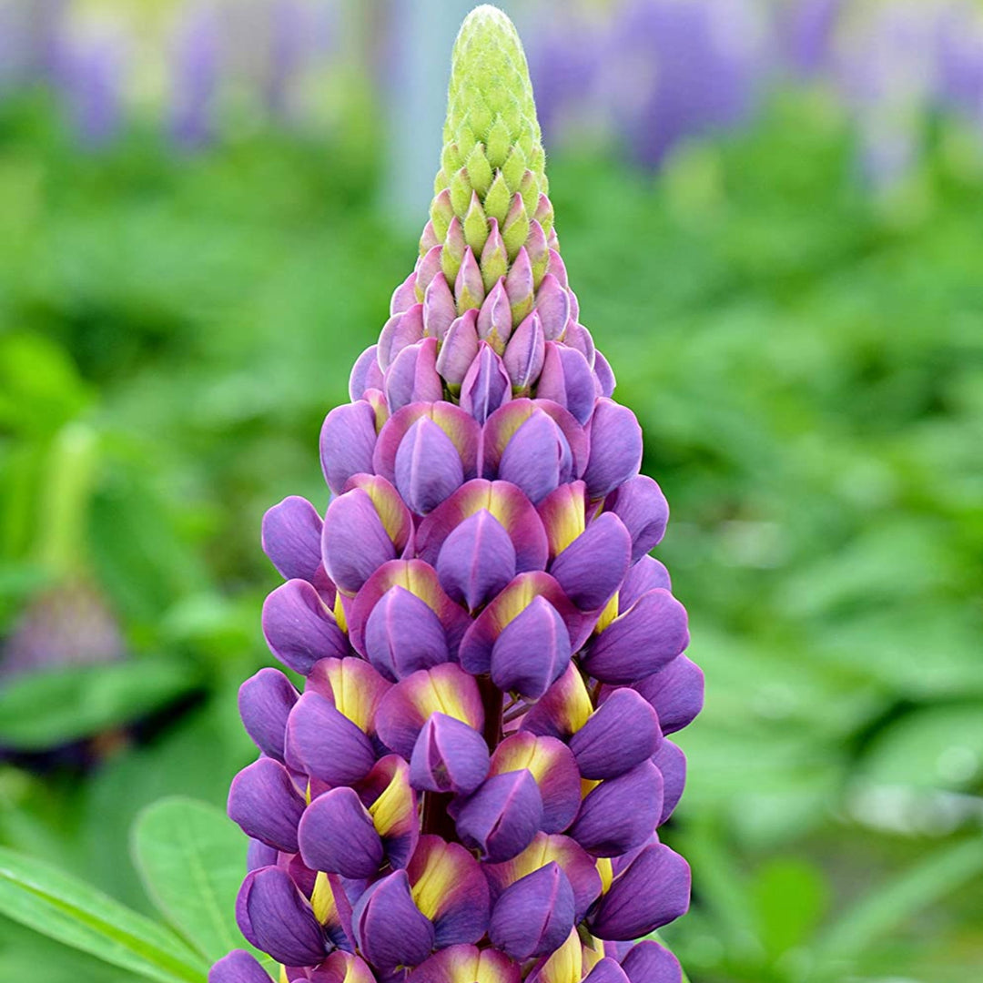 Lupinus polyphyllus 'Magic Lantern' Garden Lupine, 2 Gallon Perennials