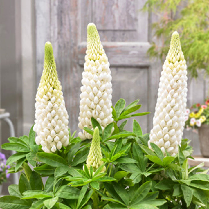Lupinus polyphyllus 'Polar Princess' Garden Lupine, 1 Gallon Perennials