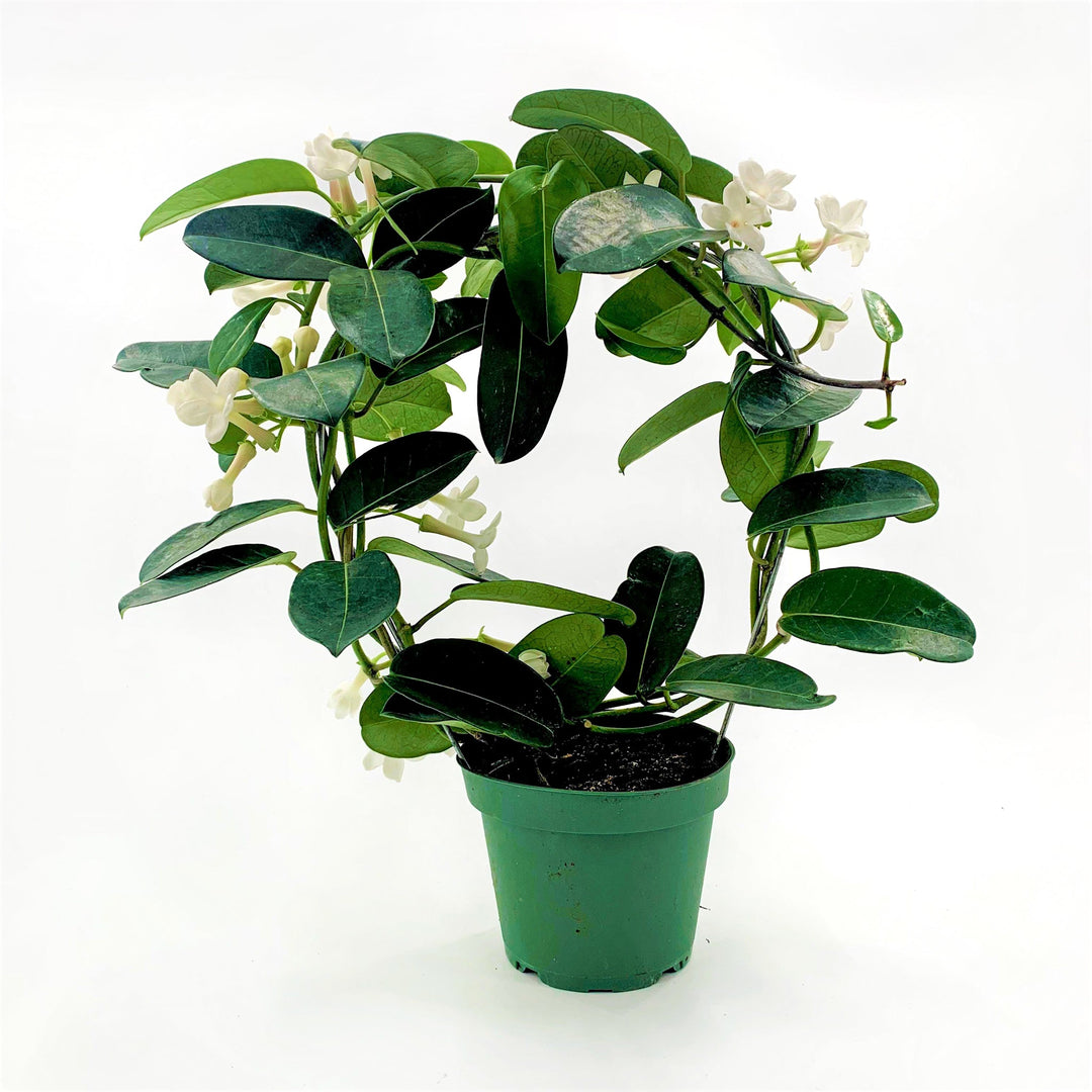 Stephanotis floribunda Madagascar Jasmine, 6 Inch Houseplants