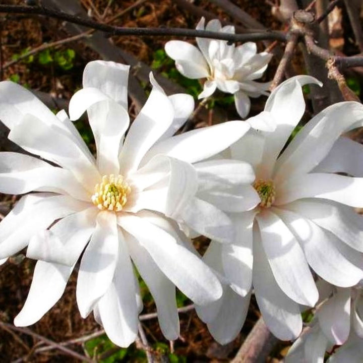 Magnolia