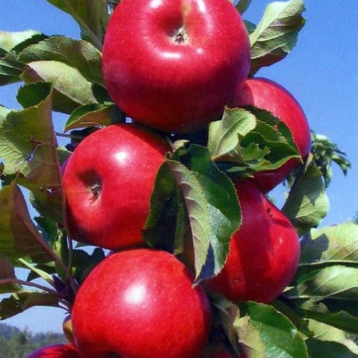 Malus domestica 'Red Pole' Bare Root Apple Tree, Bare Root Trees