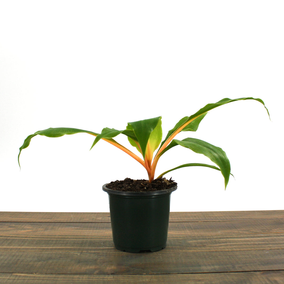 Mandarin Plant