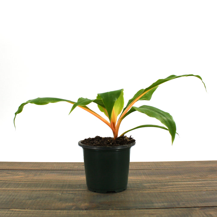 Mandarin Plant