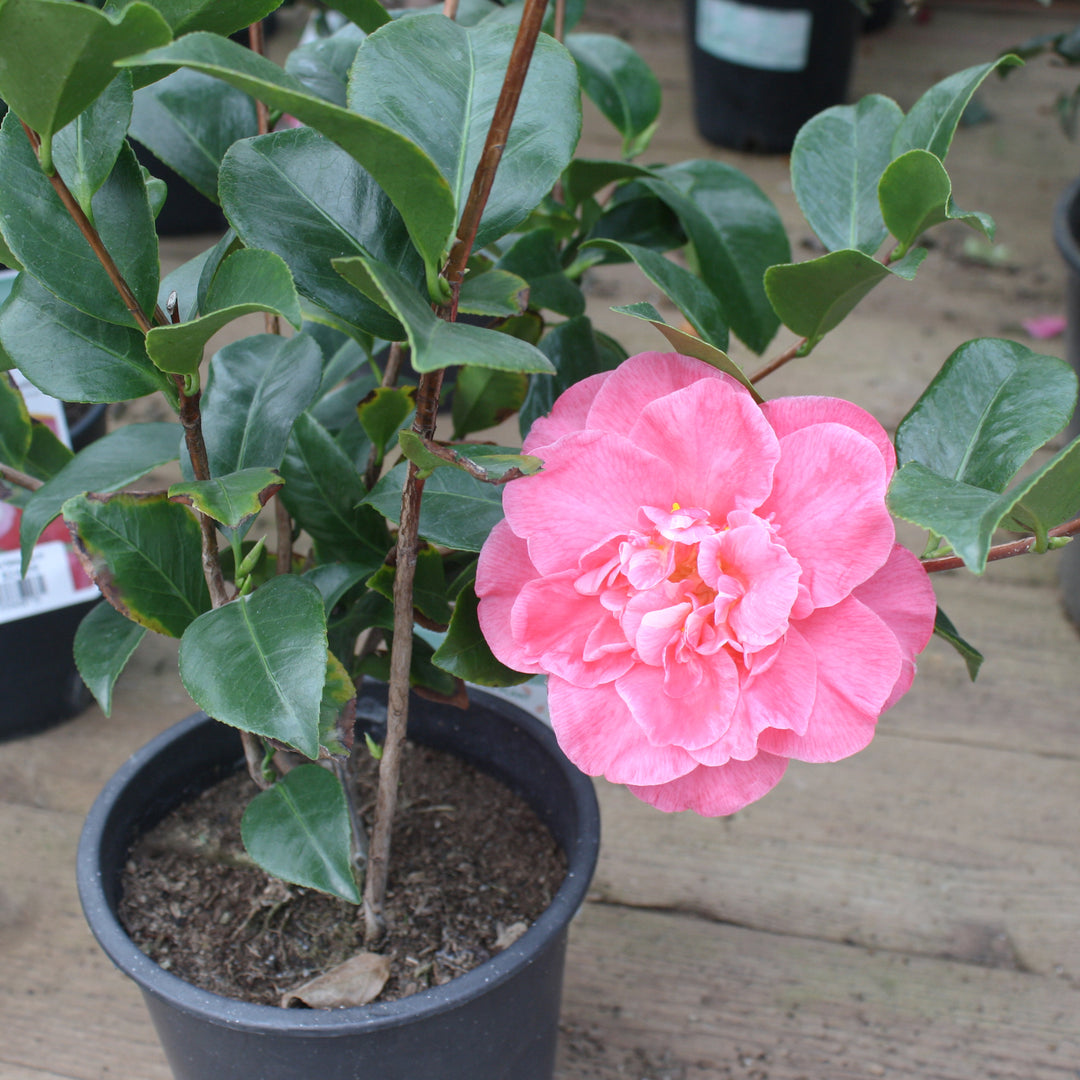 Camellia japonica 'Marie Bracey' Camellia, Shrub