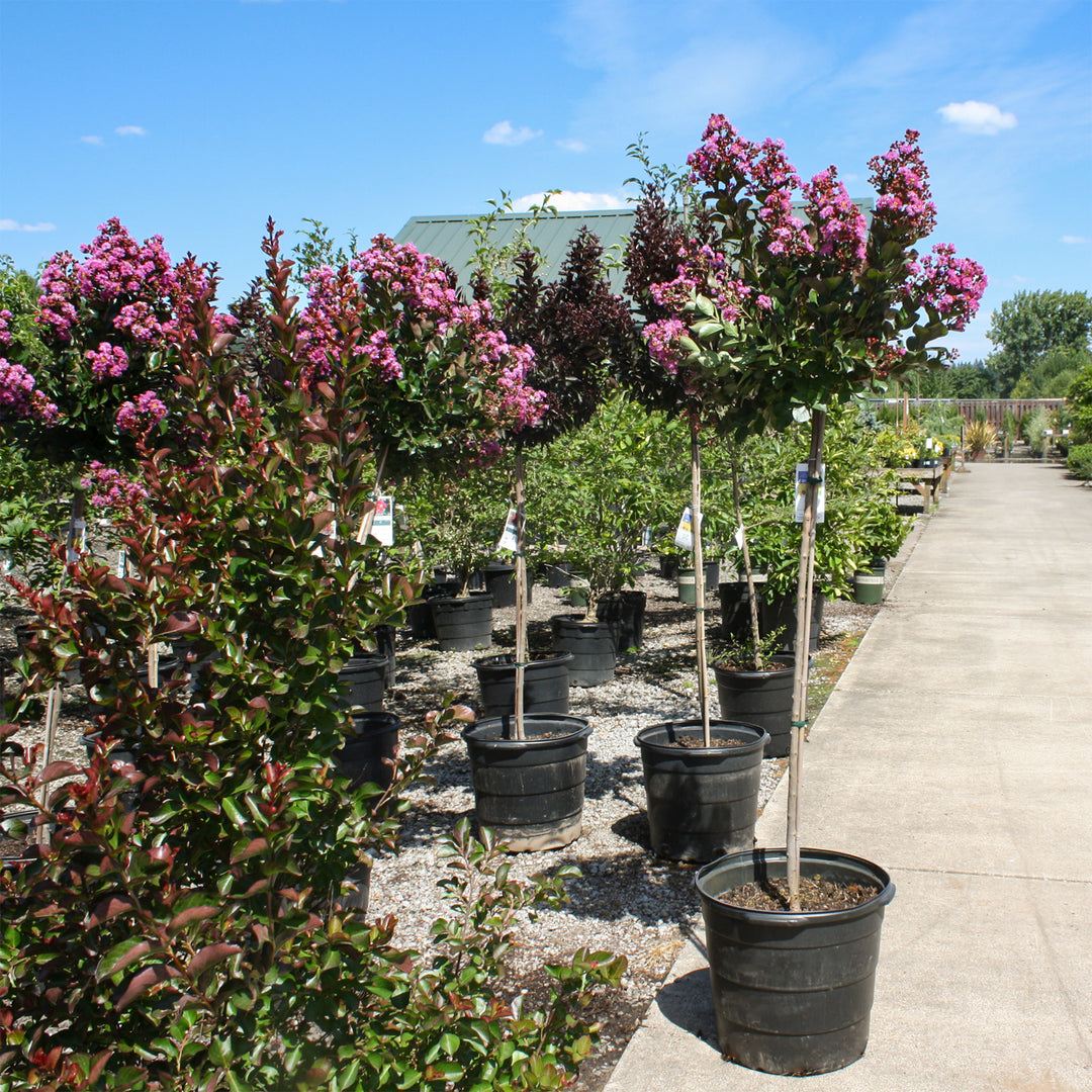 Al's Garden & Home 'Maroon Star' Crape Myrtle (Lagerstroemia), 15 Gallon Standard Tree shrub