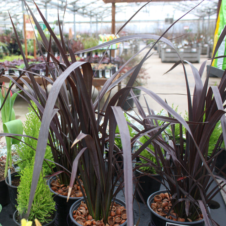 Phormium 'Mat's Merlot' New Zealand Flax, Perennial