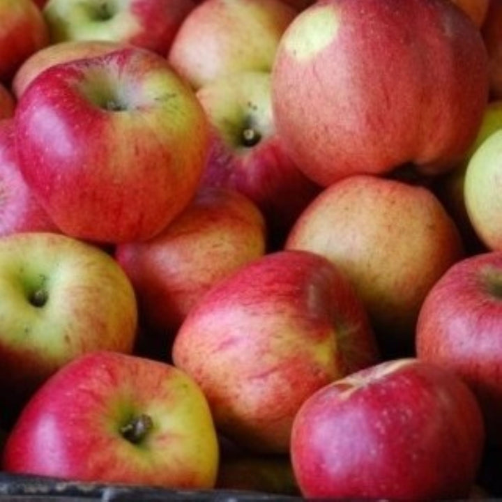 Malus domestica 'Melrose' Semi-Dwarf Apple, Bare Root Apple Tree, Tree