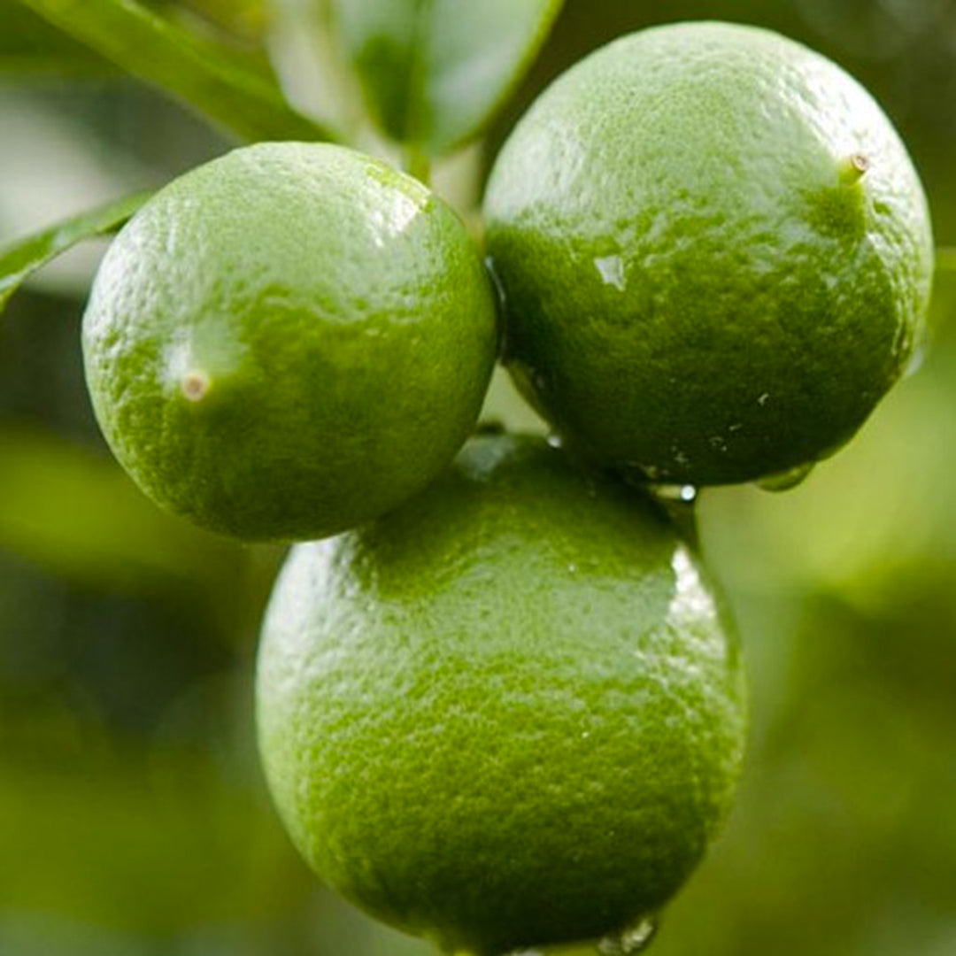 Mexican Key Lime