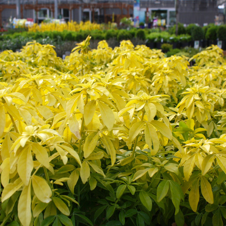 Choisya ternata 'Sundance' Mexican Orange Choisya, 1 Gallon Shrubs