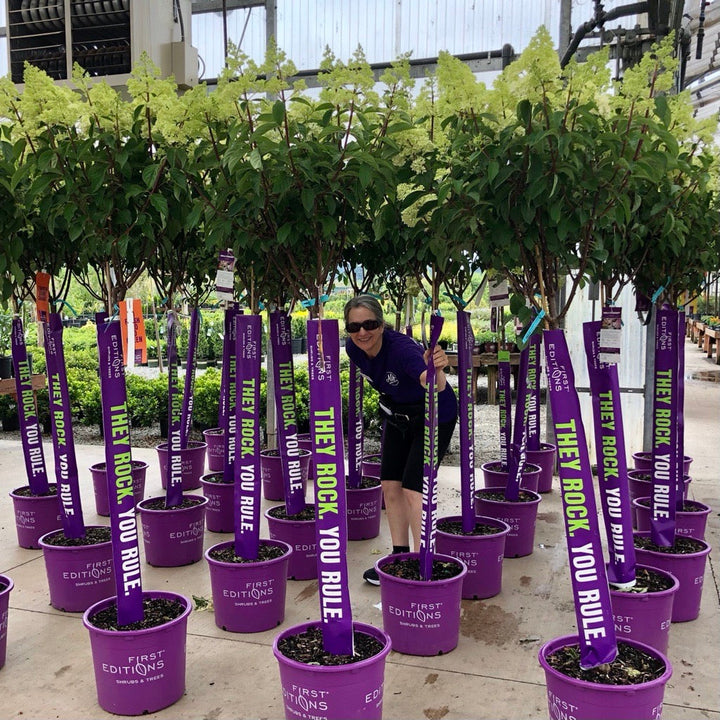 Hydrangea paniculata 'Renhy' PP20670 Panicle Hydrangea, 7 Gallon Shrubs