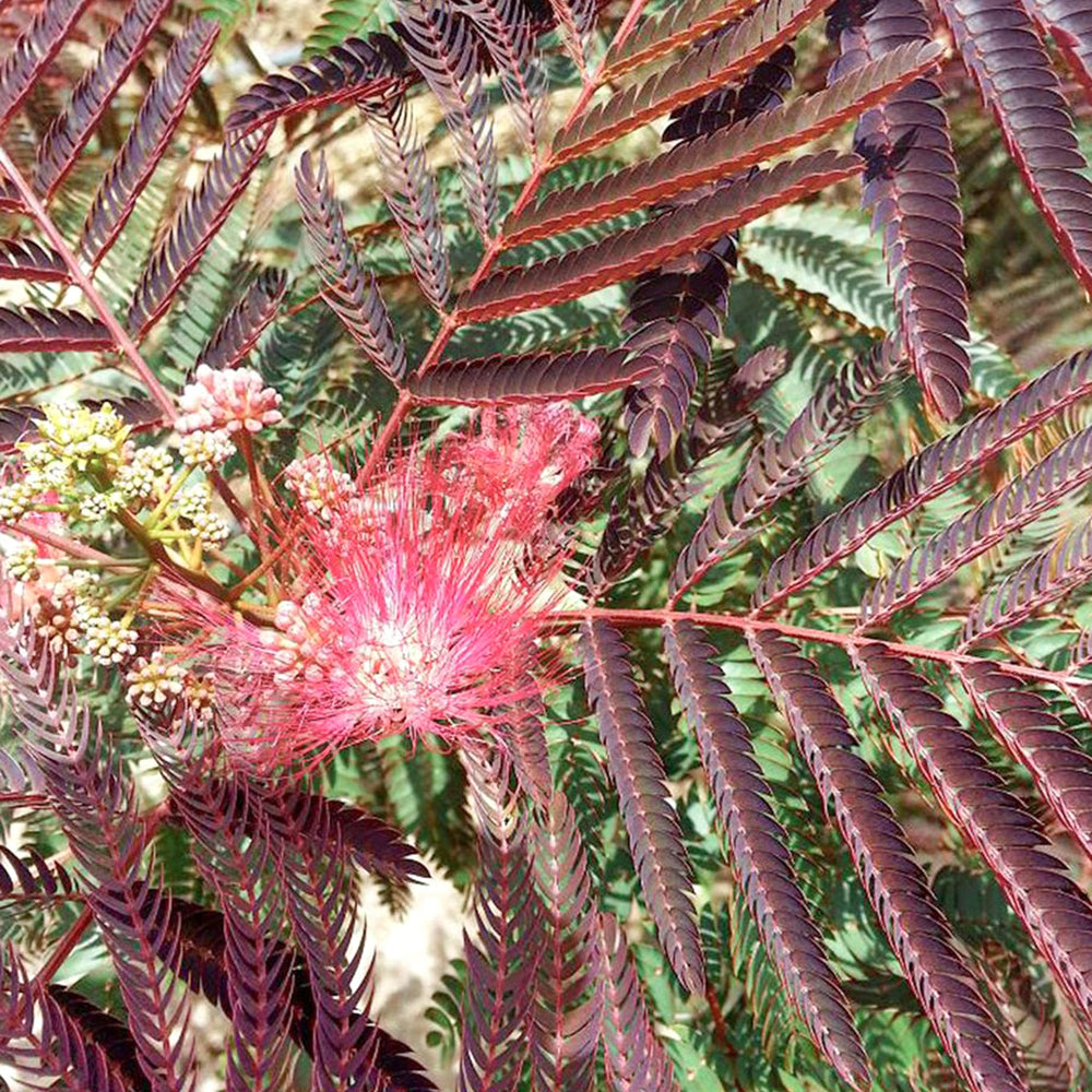 Albizia julibrissin 'Evey's Pride' Mimosa, 15 Gallon Trees