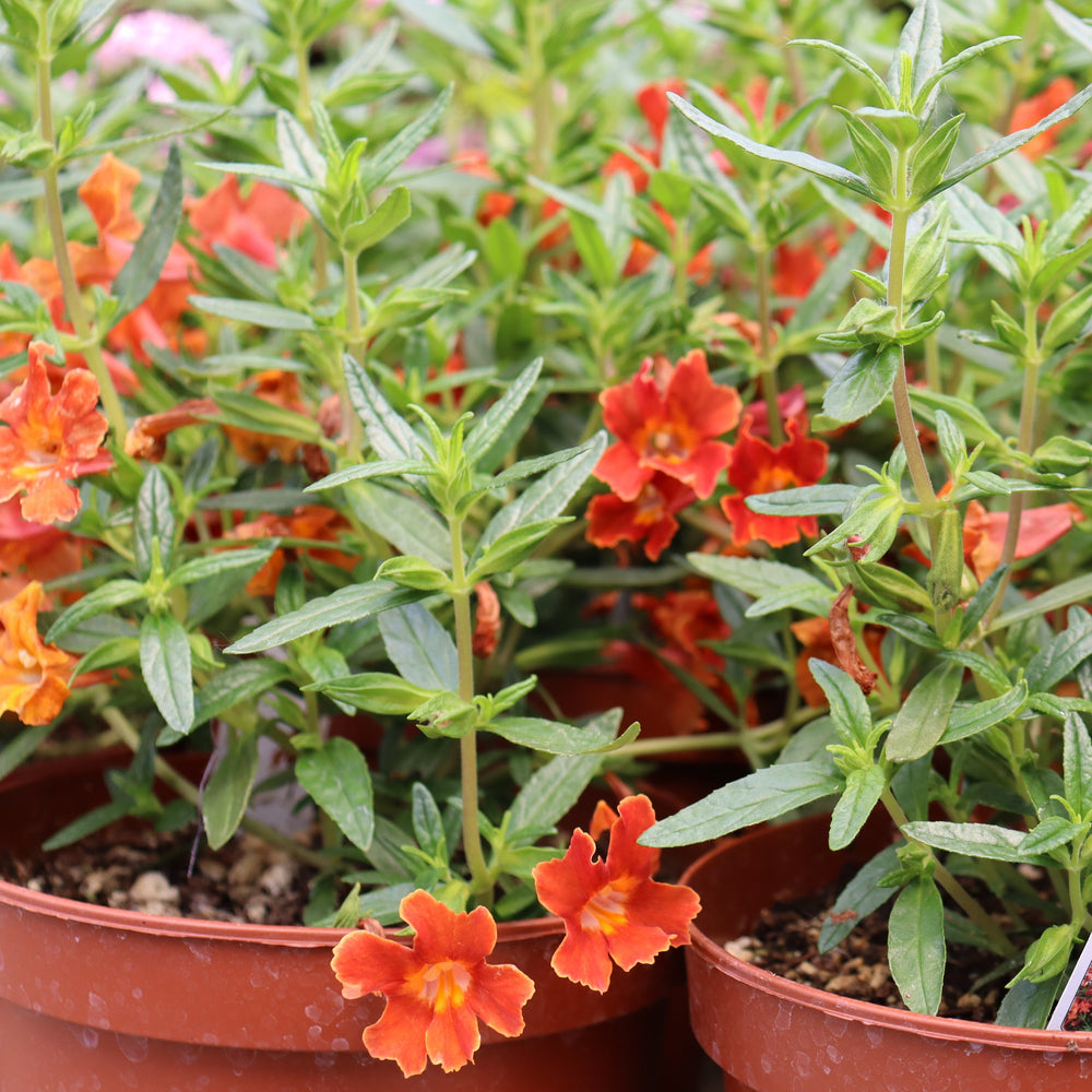 Al's Garden & Home generic Monkey Flower (Mimulus x bartonianus Rivoire), 6 Inch annual